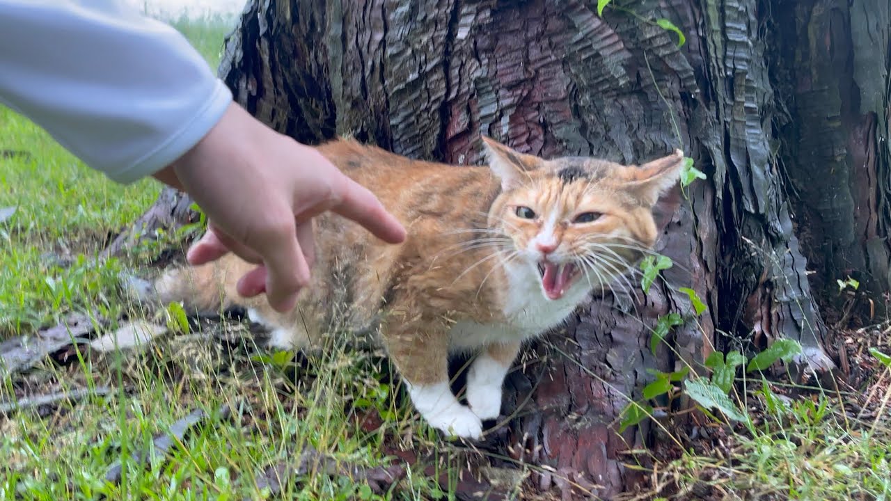 パーキングエリアに捨てられた猫を保護しました
