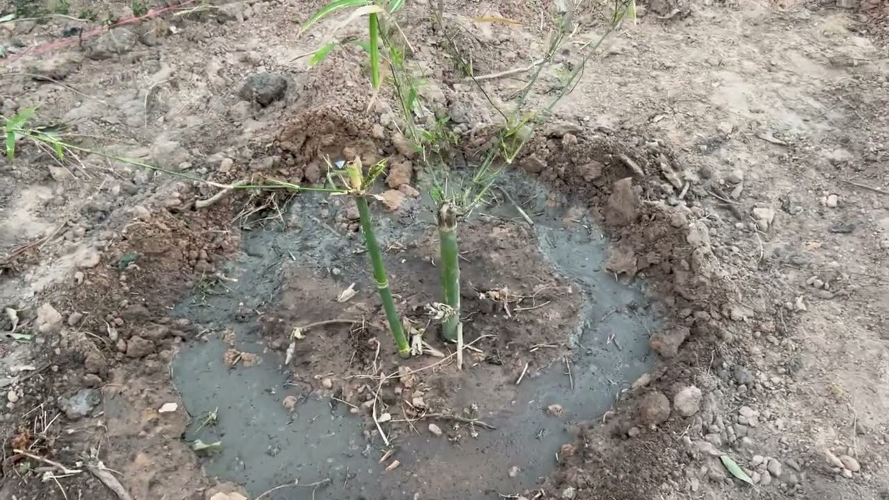 ปลูกไผ่บงหวานเพชรน้ำผึ้งเบอร์ 9 วันที่ 12 ก.พ. 68