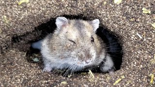 土飼育のハムスターがウインクを何回するか数える【ジャンガリアン/土飼育/飼い方/かわいい/ペット/小動物/Keeping hamsters in the soil】