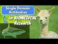 What is a single domain antibody nanobody  a beginners guide  biomeducated