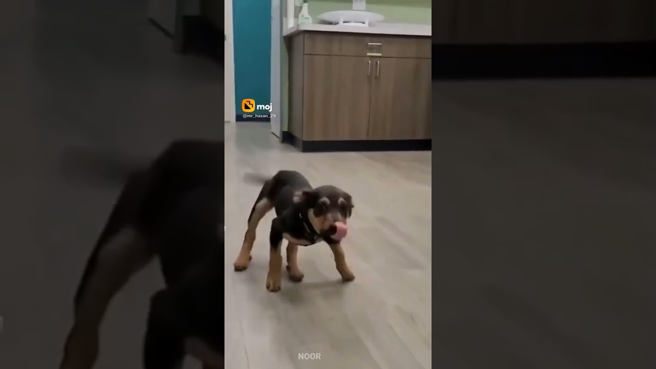 pitle li dogs oooopppppp 😂😂😂😂😂😅🤣🤣🤣🤣🤣🤣🤣🤣🤣🤣🤣