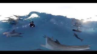 Swimming With Wild Dolphins Virtual reality