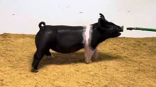 Farnham 9-6 cross gilt