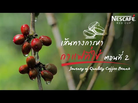 เส้นทางตามหากาแฟที่ใช่ ตอนที่ 2: Journey of Quality Coffee Beans Part2