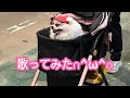 King gnuの白日を?!?歌ってみた!?