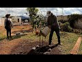 Plantando un Arbol de Aguacate y Dos Papayos -  [V-blog416]