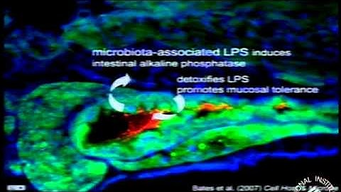 Molecular Dialogues with the Microbiota: Insights from the Zebrafish Intestine