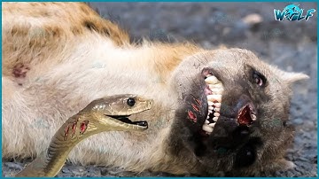 20 Terrifying Moments! Animals Paralyzed by Snake Venom, What Happens Next? | Animal Fights