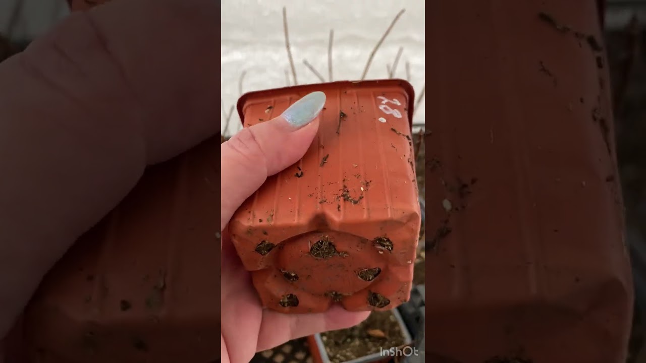 14.01.26 г. Хвойные и гортензии под снегом 🫣 ждём морозы 