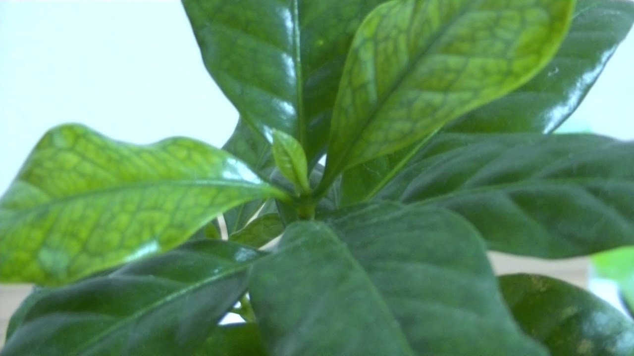 100円ショップで買ったコーヒーの木の新しい葉が成長する様子 Youtube