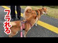 犬見知りの克服に失敗した愛犬を慰めにお出かけしました