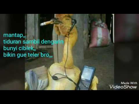 Intelligenceburan Blog