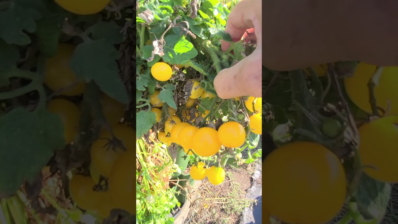 Сбор урожая микротоматов Монетка в октябре