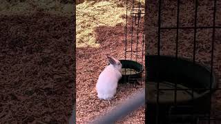 🎃 Queen's Pumpkin Patch Petting Zoo 🐎 ⬛️ Ponies and 🐇 Rabbits