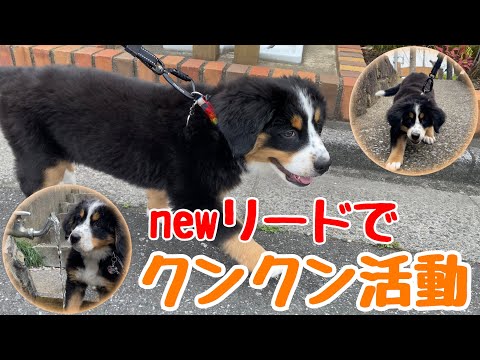 【クン活】お外で色んな勉強！【バーニーズマウンテンドッグ】子犬