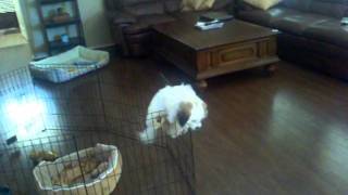 dog climbing out of pen