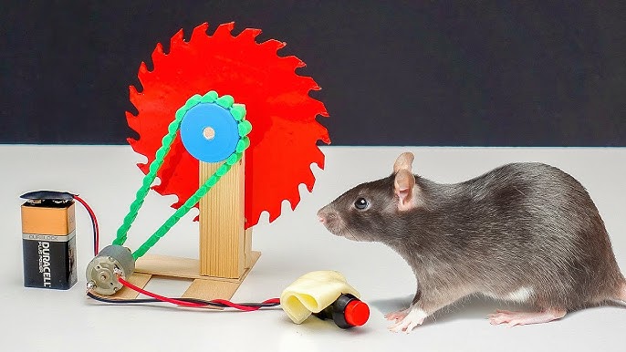 Piège à souris électrique fait maison ., By Astuce et ventes en ligne