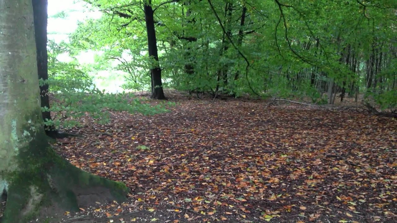 72 Komt jouw hond direct naar je toe als je hem roept? De 'vrolijke hier', logisch toch?