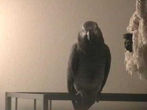 Tui the African Grey has a Tantrum. When parrots attack! Parrot gives a verbal bashing