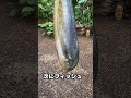 フィッシュバーガー 作り方