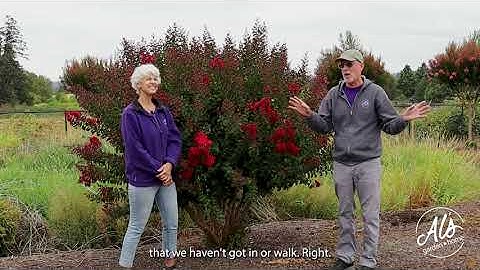 Garden Gab: Magnificent Crape Myrtles