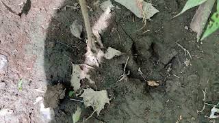156. Sasquatch encounter interview and looking for tracks 