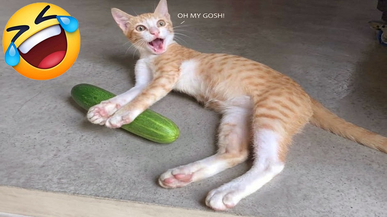 Try Not To Laugh ❤️ Funniest Cats & Dogs 😻 Funny Animals