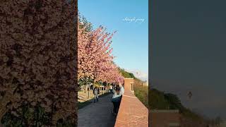 Cherry blossom in Budapest. Best spot to enjoy this time of the year on top of Buda hill🥰 #spring