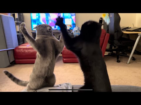 Cat slap battle for stool dominance