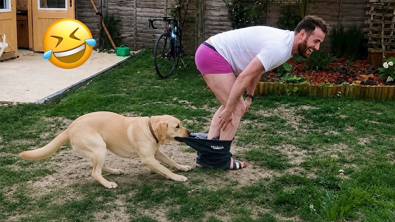 Try not to laugh 😂 Ultimate Funny Cats and Dogs 2026 🐱🐶 #01