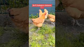 Buff Orpington chickens | #shortsvideo #chicken #shorts #vrial #bufforpington #desichicken #rooster