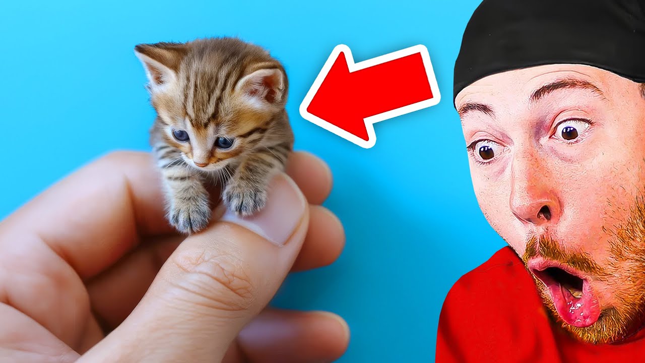 Try Not To Say AWW Challenge! (HARD) - YouTube