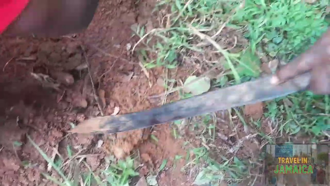 Digging Up Yam In The Country With My Family Watch Till The End 