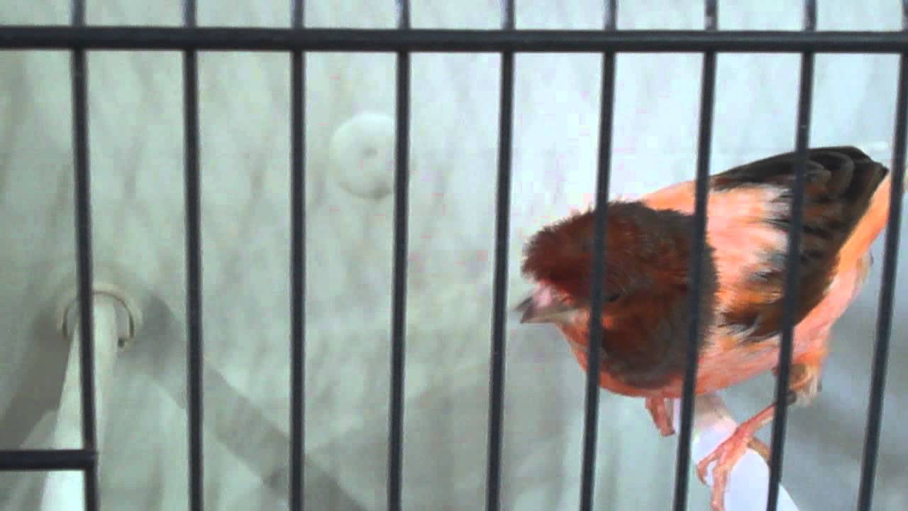 CANÁRIOS ARLEQUIM PORTUGUÊS I