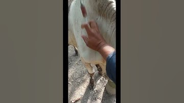 How to give intramuscular injection in cow ll VET Knowledge ll injection