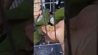grosir burung walik kembang wa 081217923268
