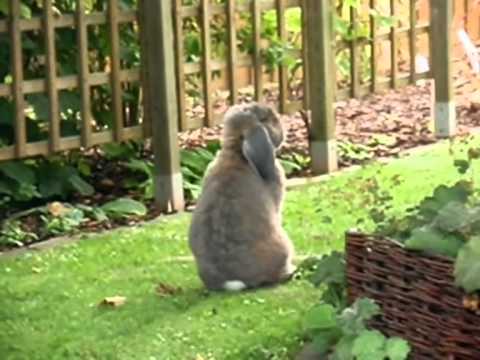 Video: Gezondheidsscreening Van Vrijlopende Europese Bruine Hazen (Lepus Europaeus) Op Het Duitse Noordzee-eiland Pellworm