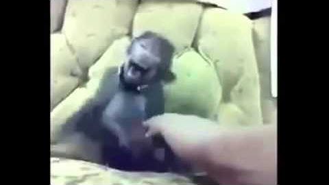 monyet ketawa lucu