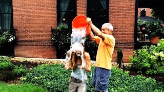 ALS Ice Bucket Helps Scientists Discover a New Gene