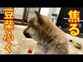 焦る豆柴ふく #2
