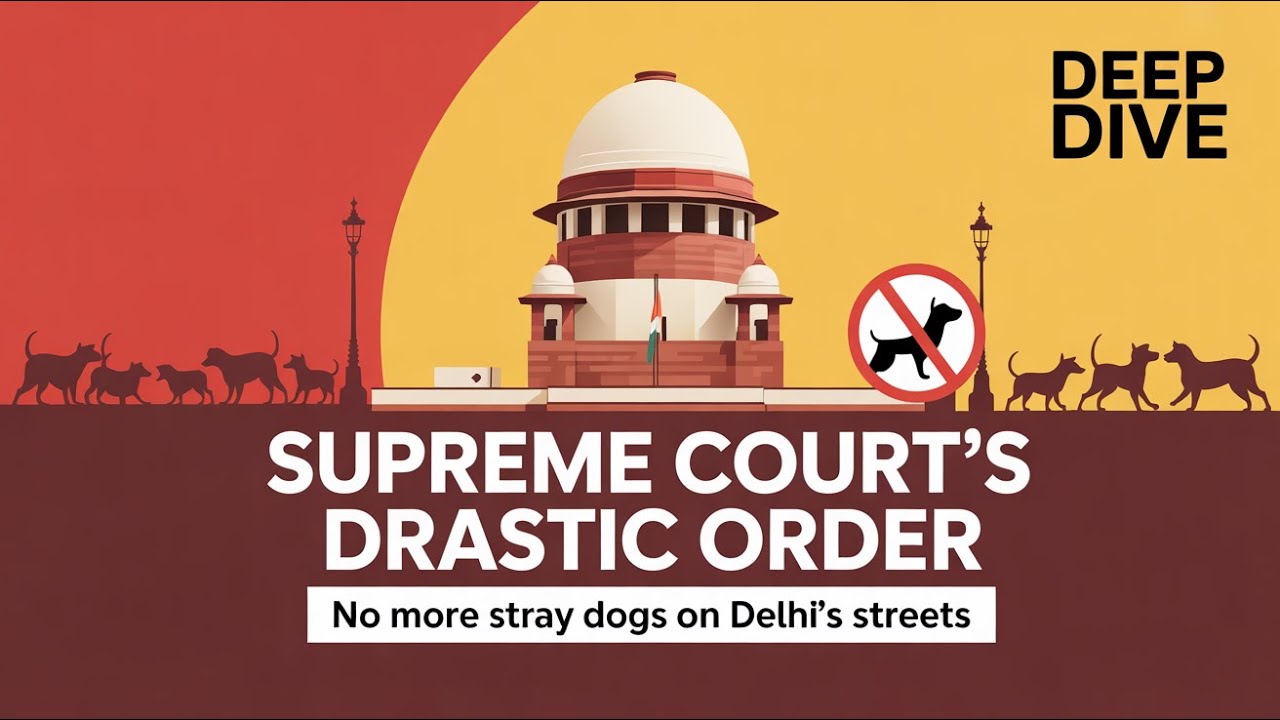 Supreme Court's Drastic Order on Stray Dogs in Delhi NCR Stray Dog Menace, Dog Bites | Court Ruling
