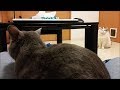 【嫉妬ネコ】他の猫が飼い主に甘えようとしたらブチギレた