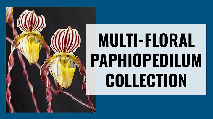 Paphiopedilum Orchids with Multiple Flowers - How ...