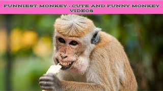 Laugh A Lot With The Funny Moments Of !Funny Animal's Shorts #viral #monkey #funny