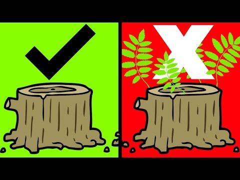 Video: Hvordan bruger du træstubdræber?