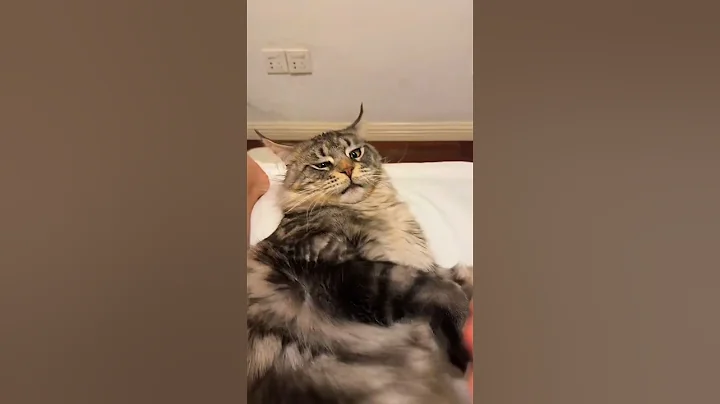 Video 8621071: mainecoon cutecat funnycats, mainecoon catlover funnycats, cat cutecat funnycats, funnycats catfight, cat funnycats cute, cat fight