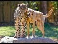 Cheetah and dog friends celebrate anniversary together at Busch Gardens ...