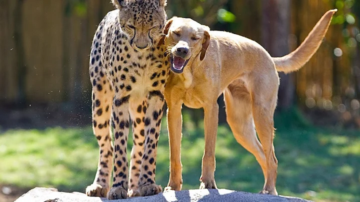 Cheetah and dog friends celebrate anniversary toge...