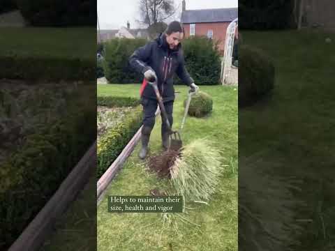 Video: Care Of Ribbon Grass - Cum să plantezi plante Ribbon Grass