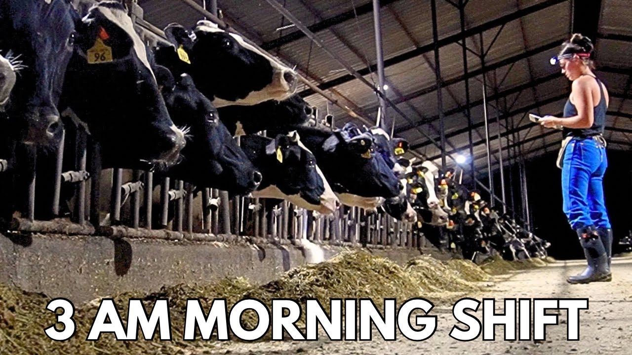 MORNING SHIFT on the DAIRY 🐄